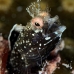 blenny_roughhead_dw_wc_v_0360_tci0717.jpg